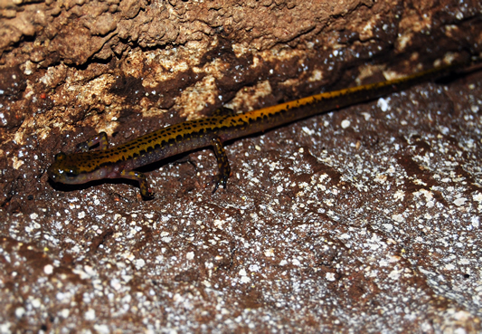 Dark Sided Salamander